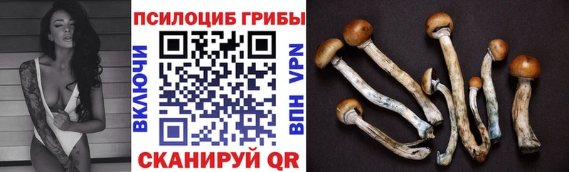 Псилоцибиновые грибы Magic Shrooms  Купить закладки  Будённовск 